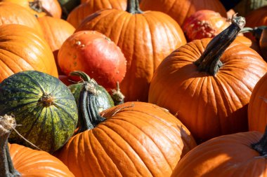 Değişik dokulara sahip renkli kabak ve kabak çeşitlerini gösteren parlak, detaylı bir görüntü. Sonbahar, Cadılar Bayramı ve Şükran Günü temalı projeler için mükemmel.