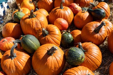 Çeşitli turuncu balkabakları, farklı yeşil kabaklar ve engebeli kabak çeşitleri samanların üzerine yerleşmiş, pazarlar veya ev dekorları için samimi bir sonbahar atmosferi yaratıyor.