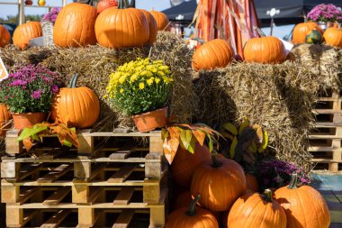 Çok sayıda turuncu balkabağı, mor ve sarı anneler ve saman balyalarıyla süslenmiş şenlikli bir sonbahar tezgahının yakın görüntüsü.