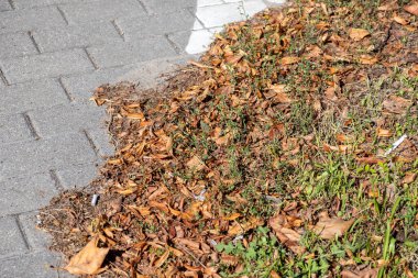 Beton blok kaldırım, kurak sonbahar yaprakları, yeşil çimenler ve dağınık şehir çöpleriyle buluşur. Mevsimsel değişim ve kentsel karmaşayı betimler.