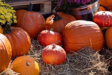 Türlü turuncu balkabaklarının yakın plan görüntüsü ve saman ve sarı-mor çiçekler arasında renkli kabaklar, bereketli hasat mevsimi kutlamalarını vurguluyor