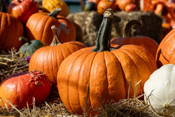 Canlı turuncu balkabakları ve kurutulmuş samanların üzerinde dinlenen çeşitli renkli kabaklar, sonbahar gösterileri için ideal, bayram dekorasyonu ve çiftlik ürünleri kavramları.