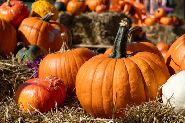 Bu sonbahar gösterisinde çeşitli büyük turuncu balkabakları ve saman üzerine dizilmiş daha küçük dekoratif kabaklar yer alıyor. Şükran Günü, Cadılar Bayramı ya da şenlikli bir sonbahar piyasa dekorasyonu için mükemmel.