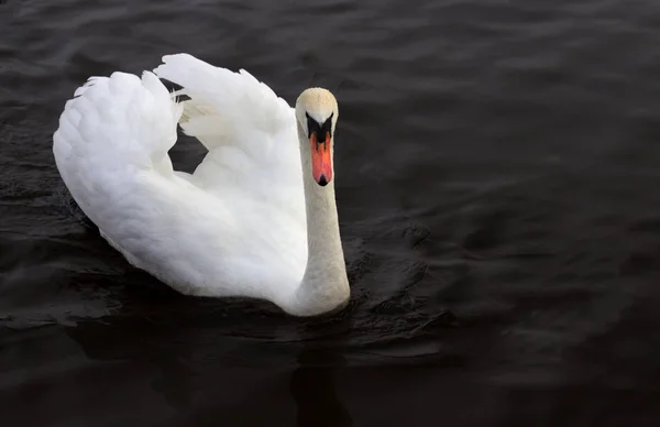 Gevederde Boeien Oost Polen — Stockfoto