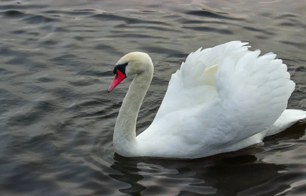 Gefiederte Fußfesseln Ostpolen — Stockfoto