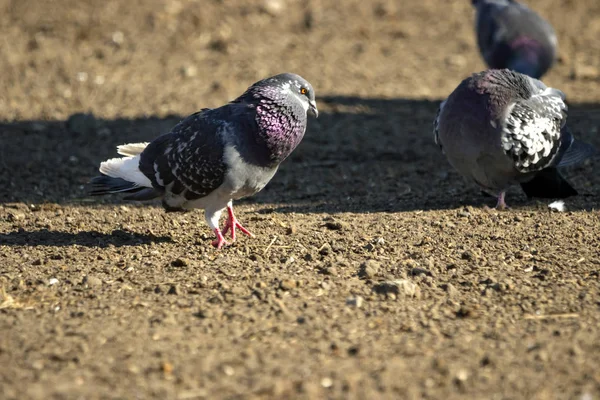 Gzona Daki Güvercinler Taze Ekilen Tohumlarıyla Beslenirler — Stok fotoğraf