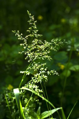 Ormanda yeşil makro doğa.