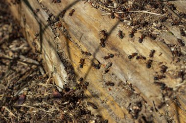 Karınca yuvasında orman karıncalar sakinleri.