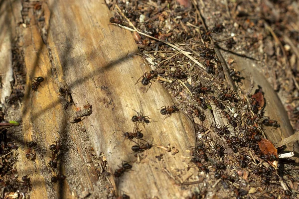 Inhabitants Forest Ants Anthill — Stock Photo, Image