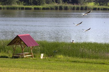 Belarus Polesie - balıkçılık Koshilovo için bir gölet.