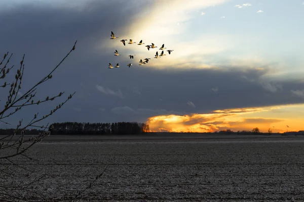 Літаючі Переповнені Птахи Заході Сонця — стокове фото