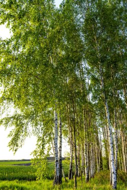 Ağaç orman kenarında.