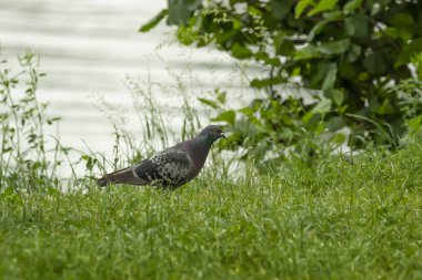 Bir posta güvercin bir portre için pozlar.