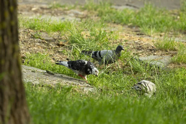 Les Pigeons Nourrissent Graines Dans Herbe — Photo