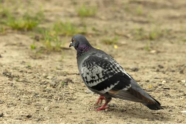 Las Palomas Alimentan Semillas Hierba — Foto de Stock