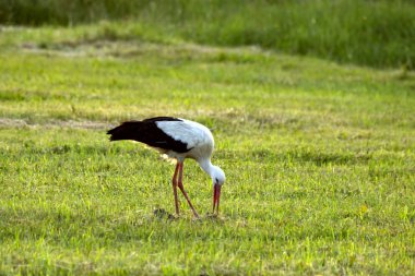 Kurbağa için beyaz leylek avcılık.