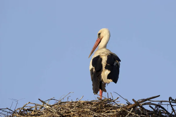 在巢的白鹤欧洲鸟 — 图库照片