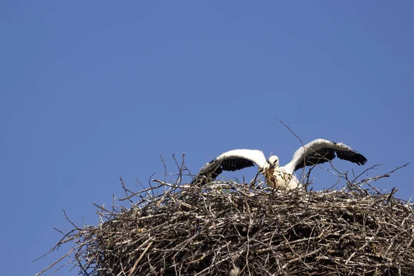 White Stork His Family Nest — Stock Photo, Image