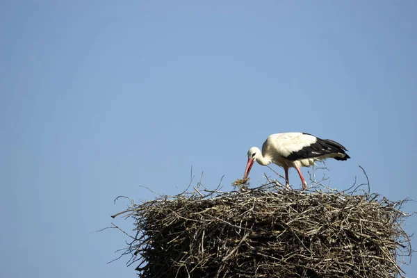 白鹤和他的家人在巢里 — 图库照片
