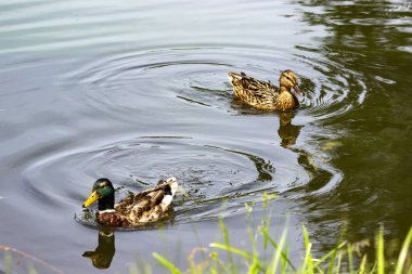 Gölde bir çift yaban ördeği.