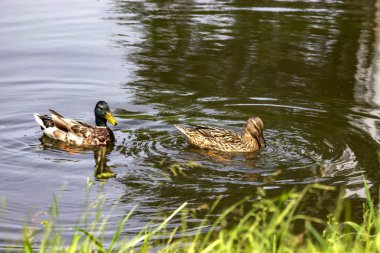 Gölde bir çift yaban ördeği.