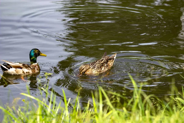 Ein Paar Wildenten Teich — Stockfoto