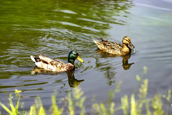 Een Paar Wilde Eenden Vijver — Stockfoto