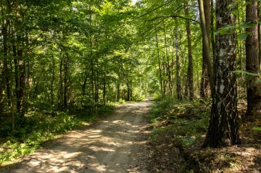 Sandy yolu ormandaki.