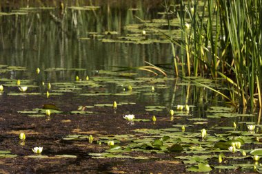 Su çiçekleri ve eski göletdiğer bitkiler.