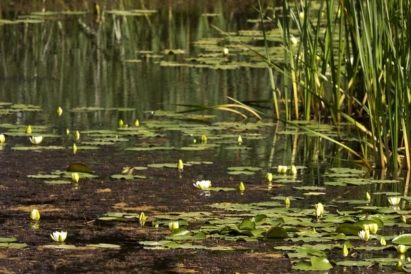Su çiçekleri ve eski göletdiğer bitkiler.