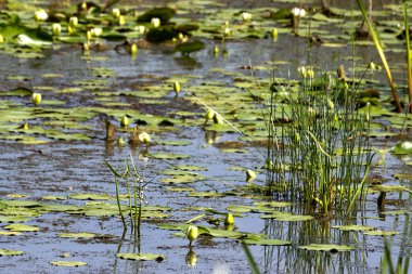 Su çiçekleri ve eski göletdiğer bitkiler.