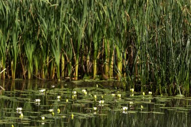 Su çiçekleri ve eski göletdiğer bitkiler.