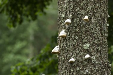 Chaga şifa ahşap katı mantar.