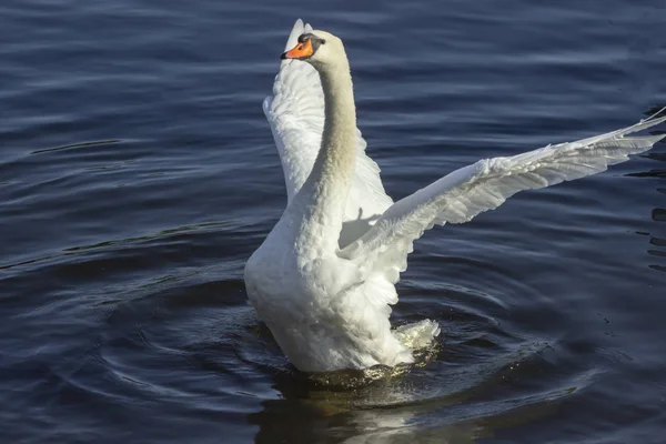 Schwäne Auf Einem Spaziergang See — Stockfoto