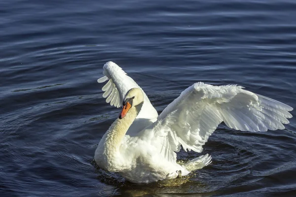 Swans Een Wandeling Het Meer — Stockfoto