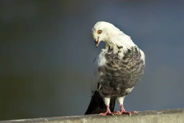 Portret Gołębia Niewyraźne Tło — Zdjęcie stockowe