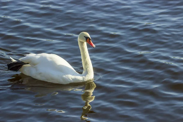 Swans Een Wandeling Het Meer — Stockfoto