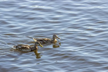 Göldeki vahşi ördek.