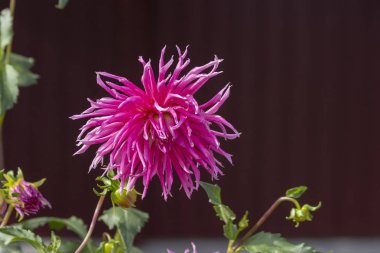 Romantik çiçekler - çiçek tarhında sonbahar asters.