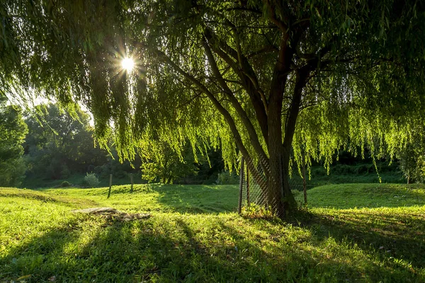 Early Morning Willow Sunrise — Stock Photo, Image