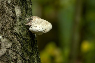 Huş gövdeleri üzerinde şifa mantar.