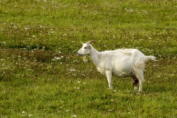 Homemade Goat Pasture — Stock Photo, Image