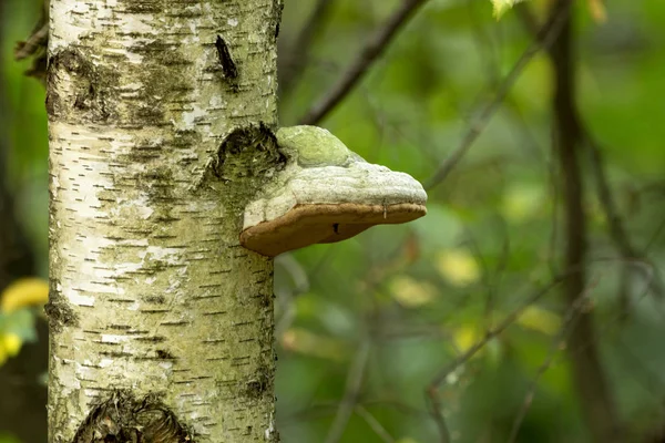 Healing Mushrooms Birch Trunks — Stock Photo, Image