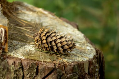 Ormanda sonbahar konileri.