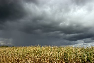 Yağmurdan önce gökyüzündebulutlar.