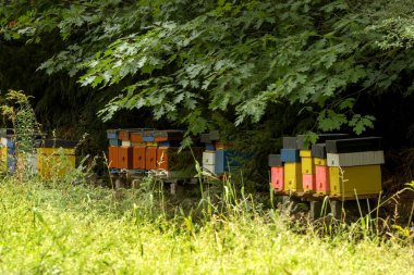 Bir meşe bahçesinde sokaklardan Apiary.