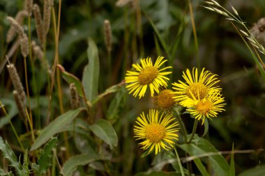 Çayırda sonbahar çayır çiçekleri.