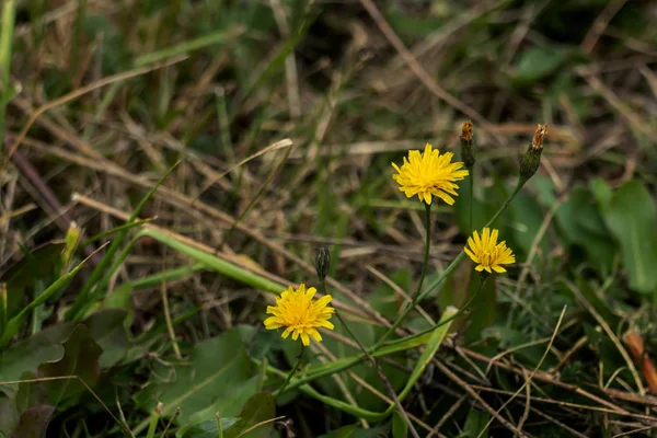 Autumn Meadow Flowers Meadow — Stock Photo, Image