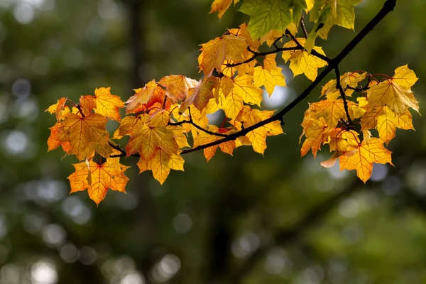 Parkta altın sonbahar yaprağı.