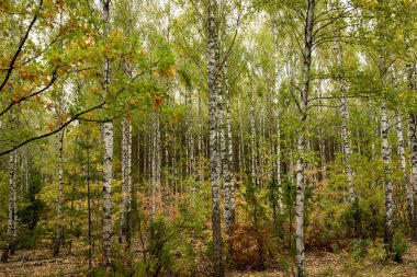 Bir huş ağacında altın sonbahar.